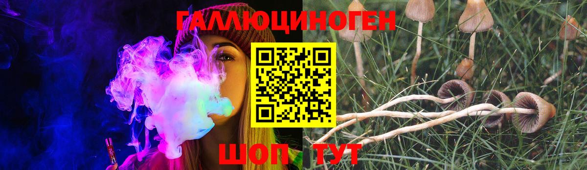 Галлюциногенные грибы Psilocybe Барабинск